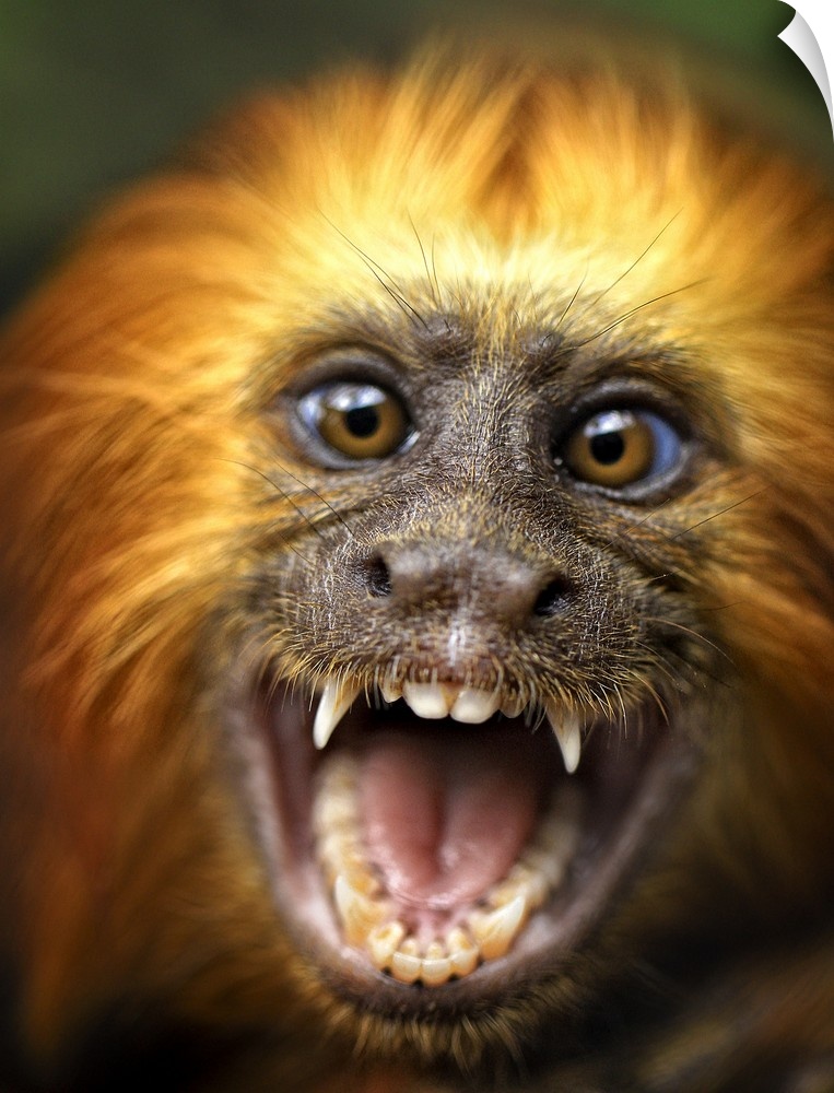A smiling monkey baring its teeth.
