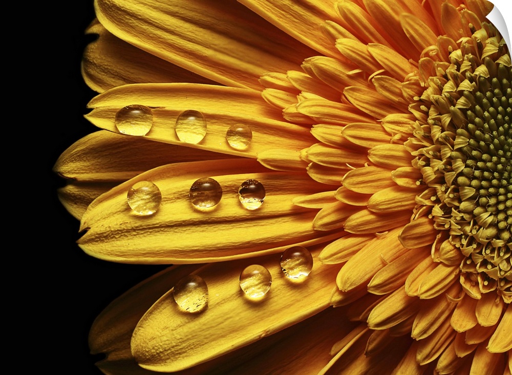 Abstract rain drops in perfect order on a yellow flower.