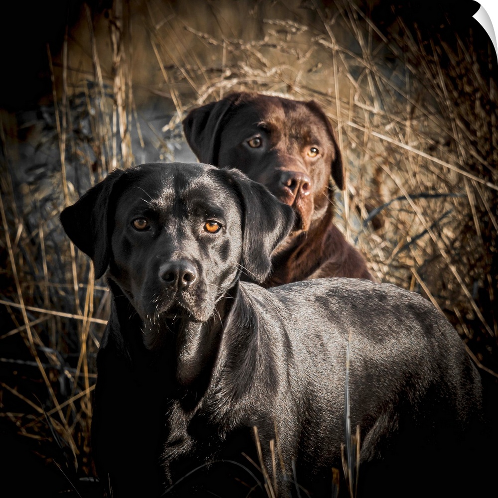 A pair of working Labradors out in the field.