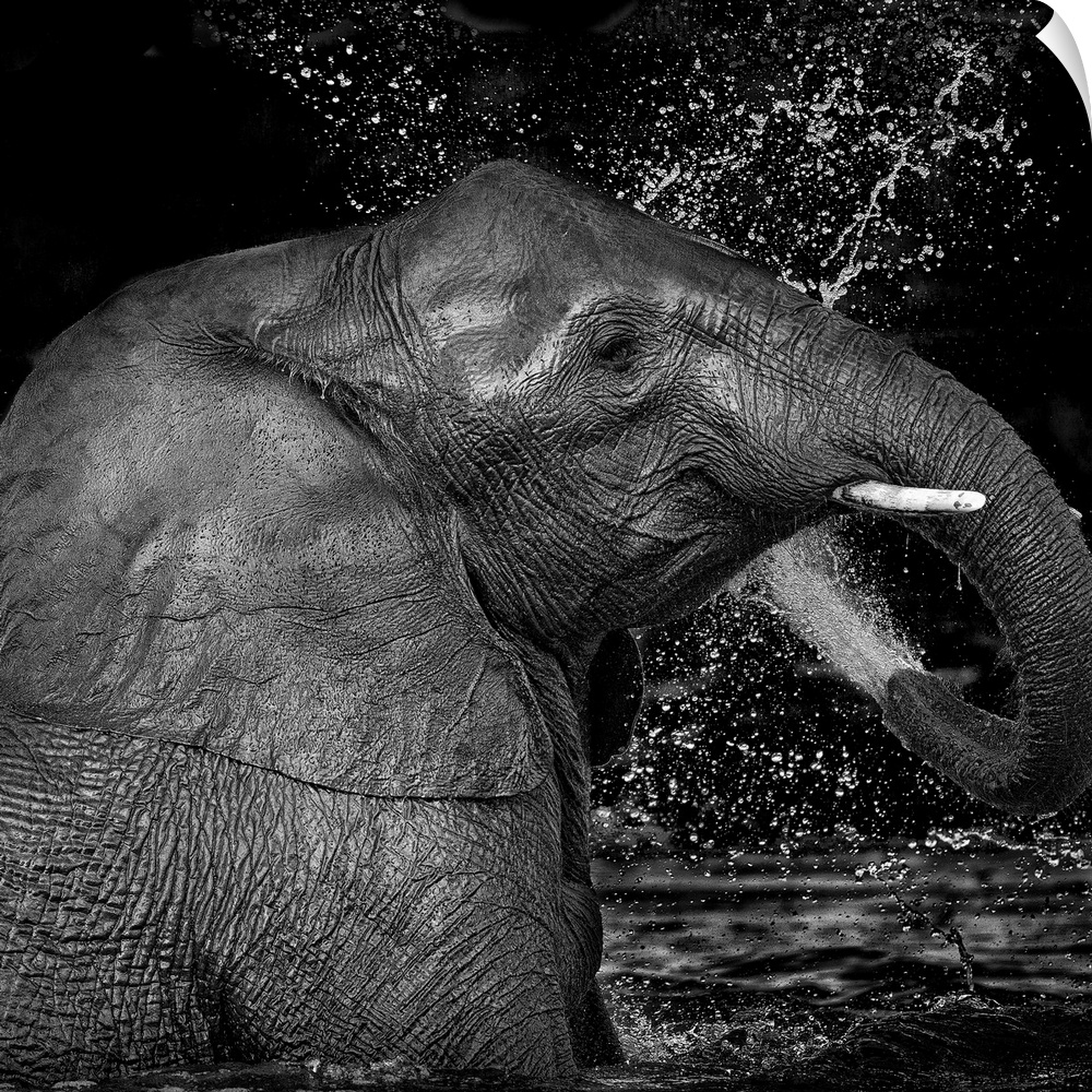 Black and white image of an elephant splashing itself with water from its trunk.
