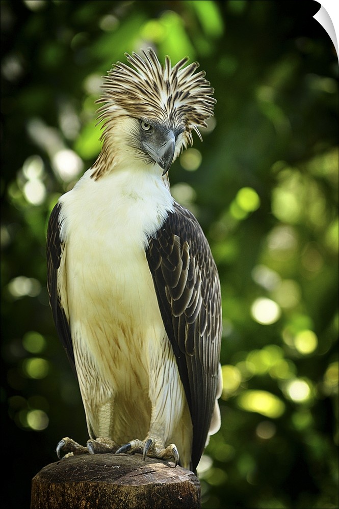 Philippine Monkey-eating Eagle perched on a branch.
