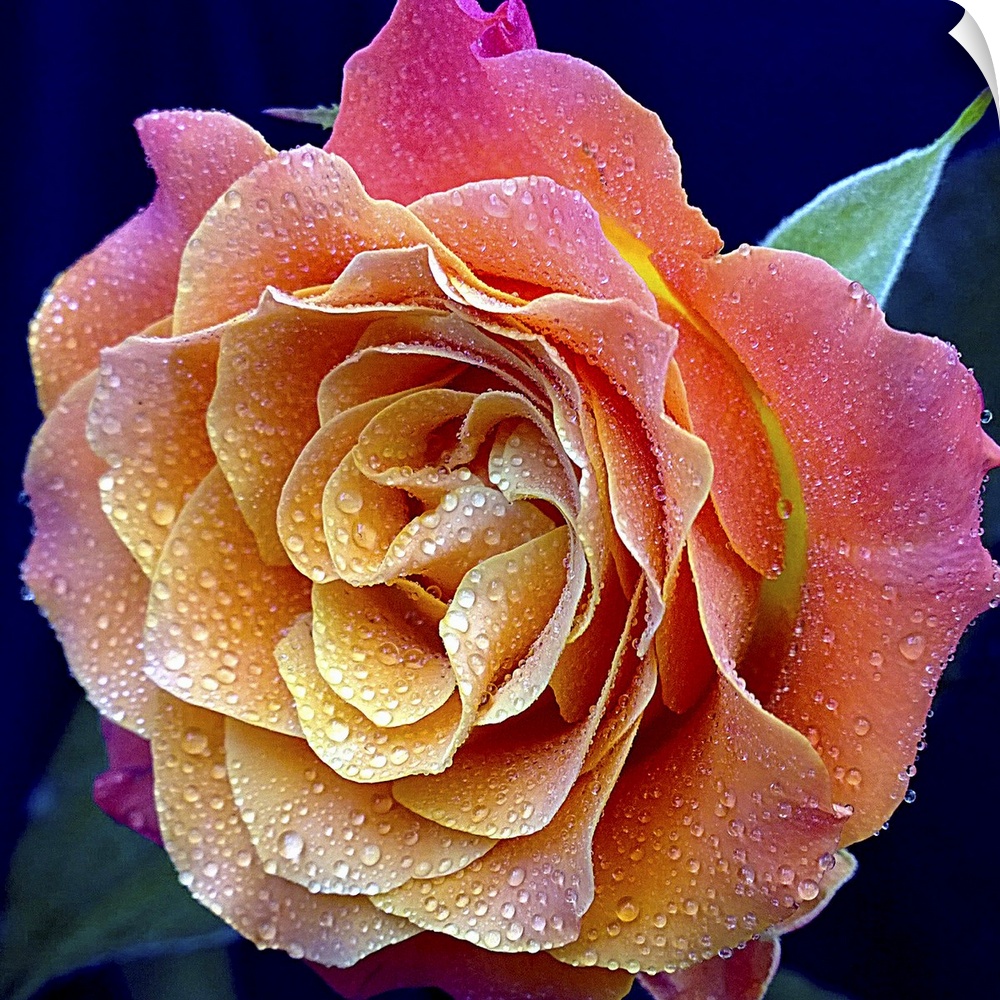 The Most Beautiful Rose