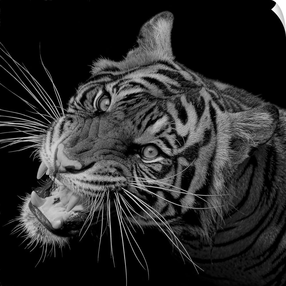 Black and white portrait of a growling tiger.