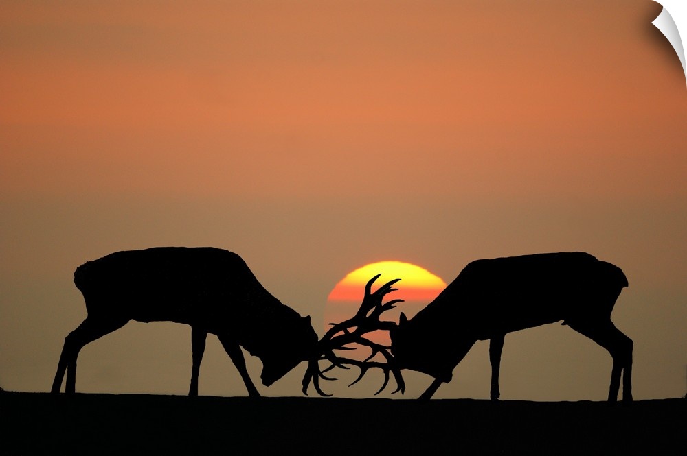 Rutting red deer stags at sunset.