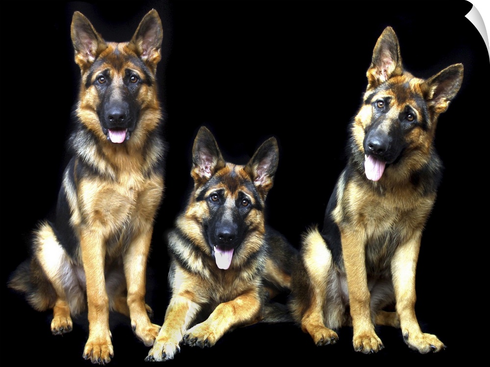 Three cute German Shepherd dogs posing in a black studio.