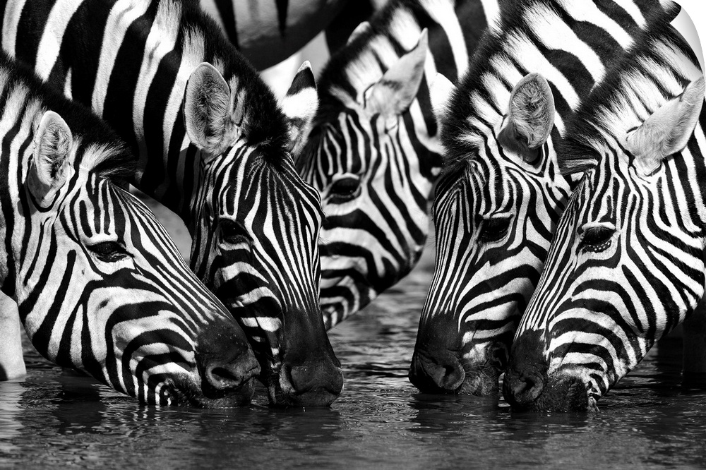 A herd of zebras drinking from a pond.