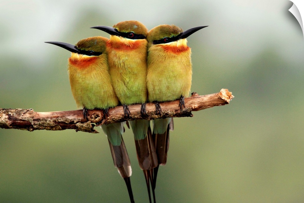 Three Blue-tailed Bee-eaters huddled together on a branch.