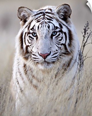 Tiger In White