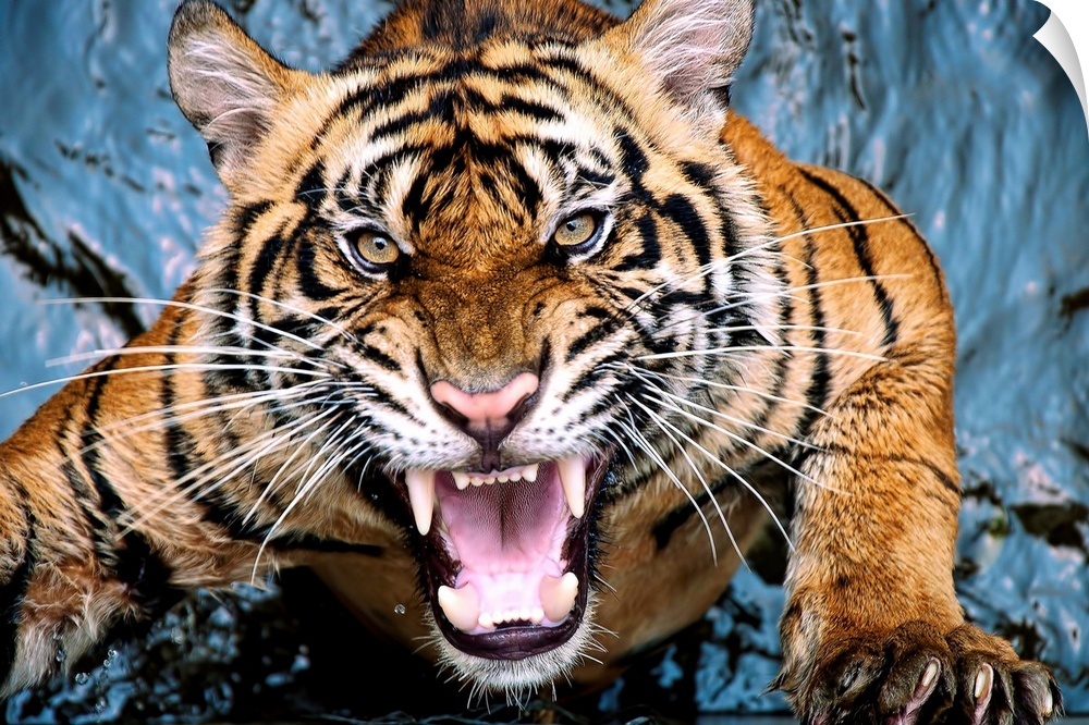 A snarling tiger leaping out of the water.