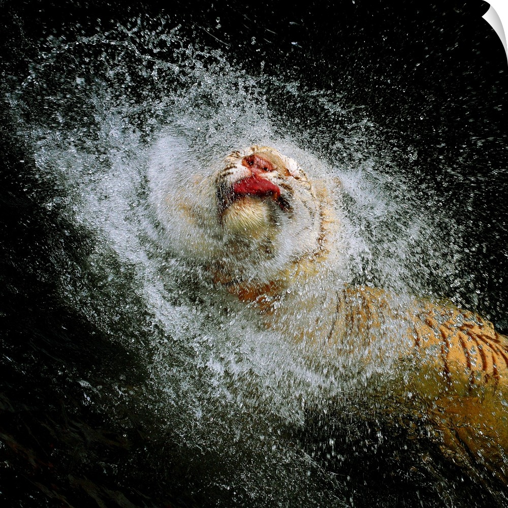 Photograph of a tiger leaping from shallow water and splashing it up all around him.
