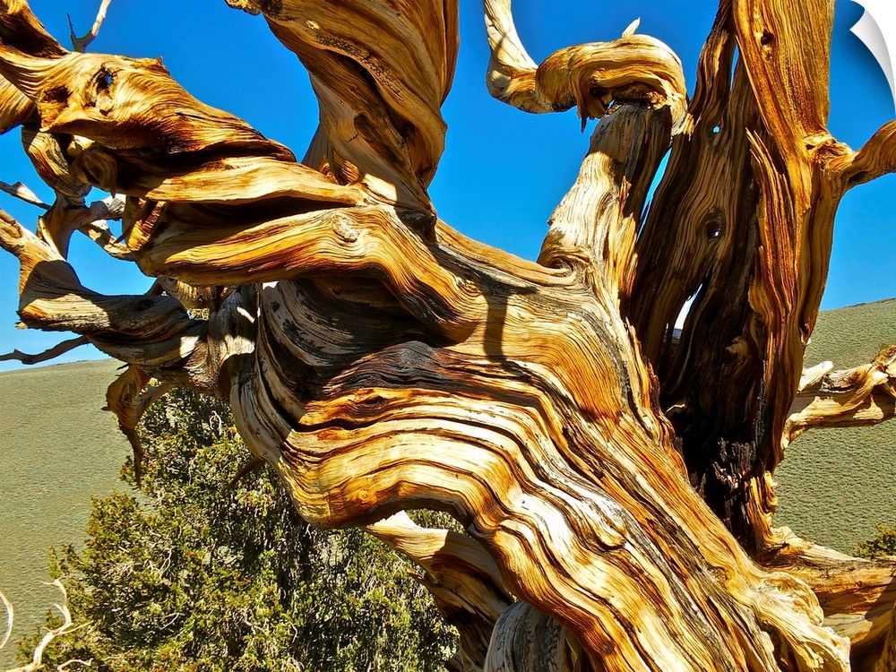 Twisted, gnarled branches of a Bristlecone Pine.