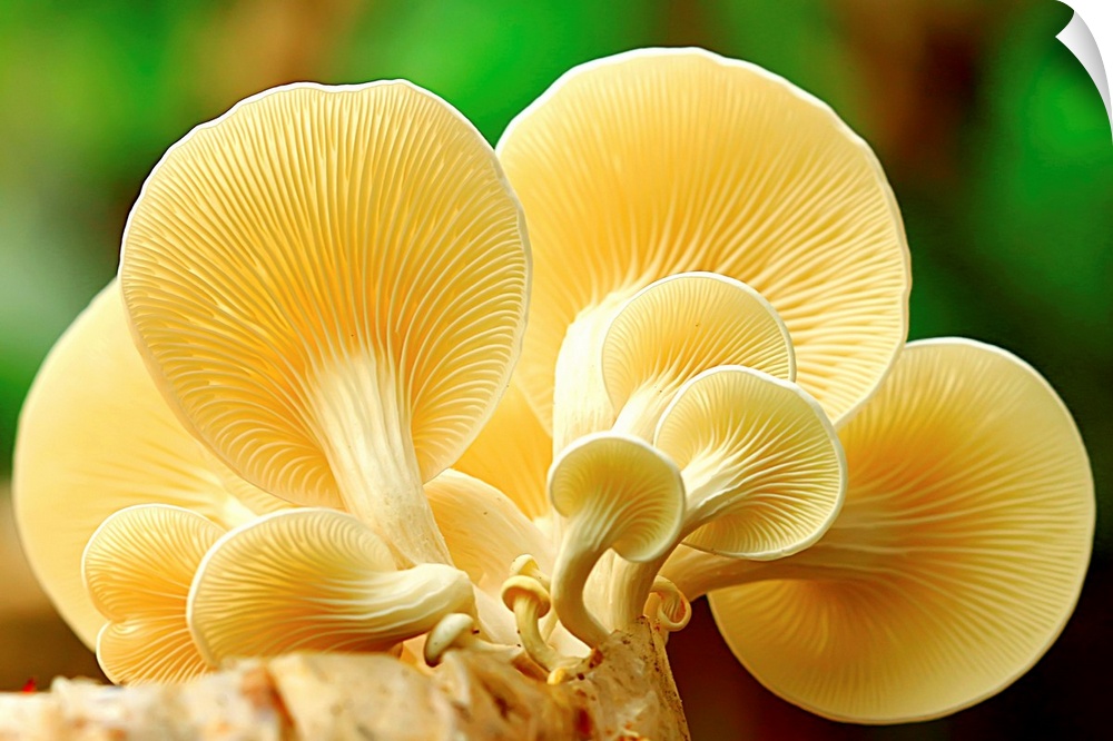 A group of yellow mushrooms clustered together on a log.