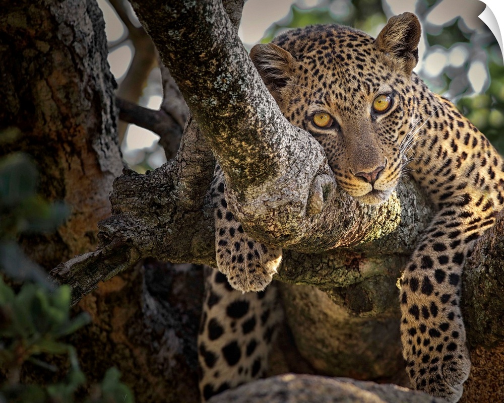 Leopard lounging in a tree, Serengeti, Tanzania