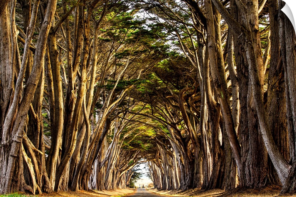 Trees on the road to the radio station at Pt. Reyes National Seashore, California.