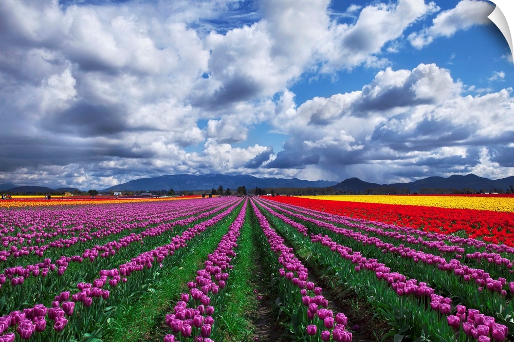 Tulip festival in Skagit Valley, Washington State.