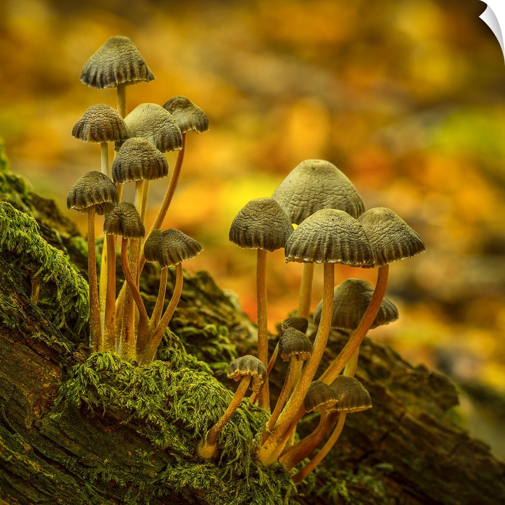 Two clusters of little mushrooms growing on a mossy log.