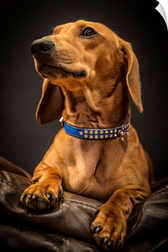 Portrait of an elegant Dachshund on a leather couch.