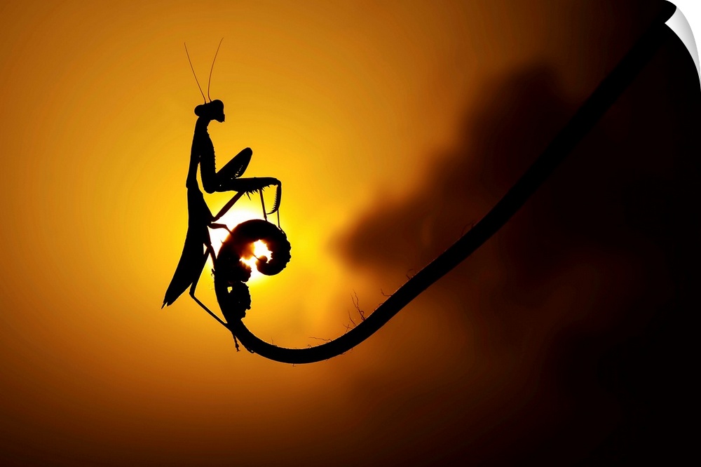 Silhouette of a praying mantis on a leaf, with the setting sun directly behind.