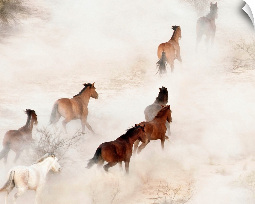Gila River Reservation, a stampeding group of wild mustangs kicking up dust.