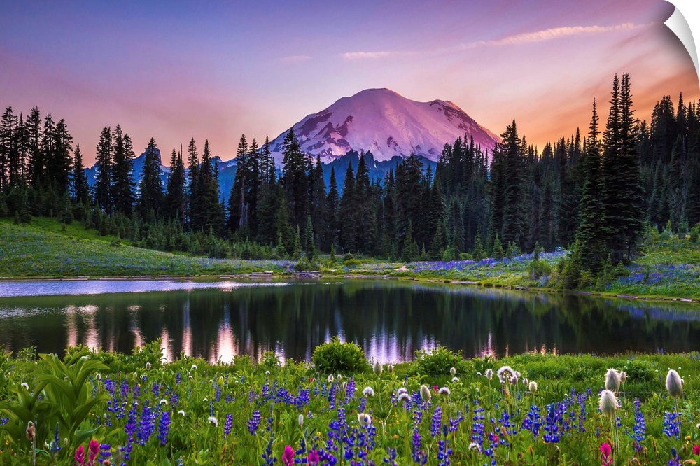 Flowers along the edge of a lake with Mount Rainier in the distance, at sunset.