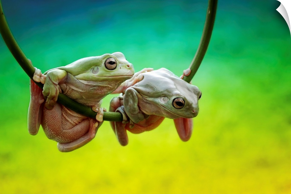 Two tree frogs hanging on a vine.