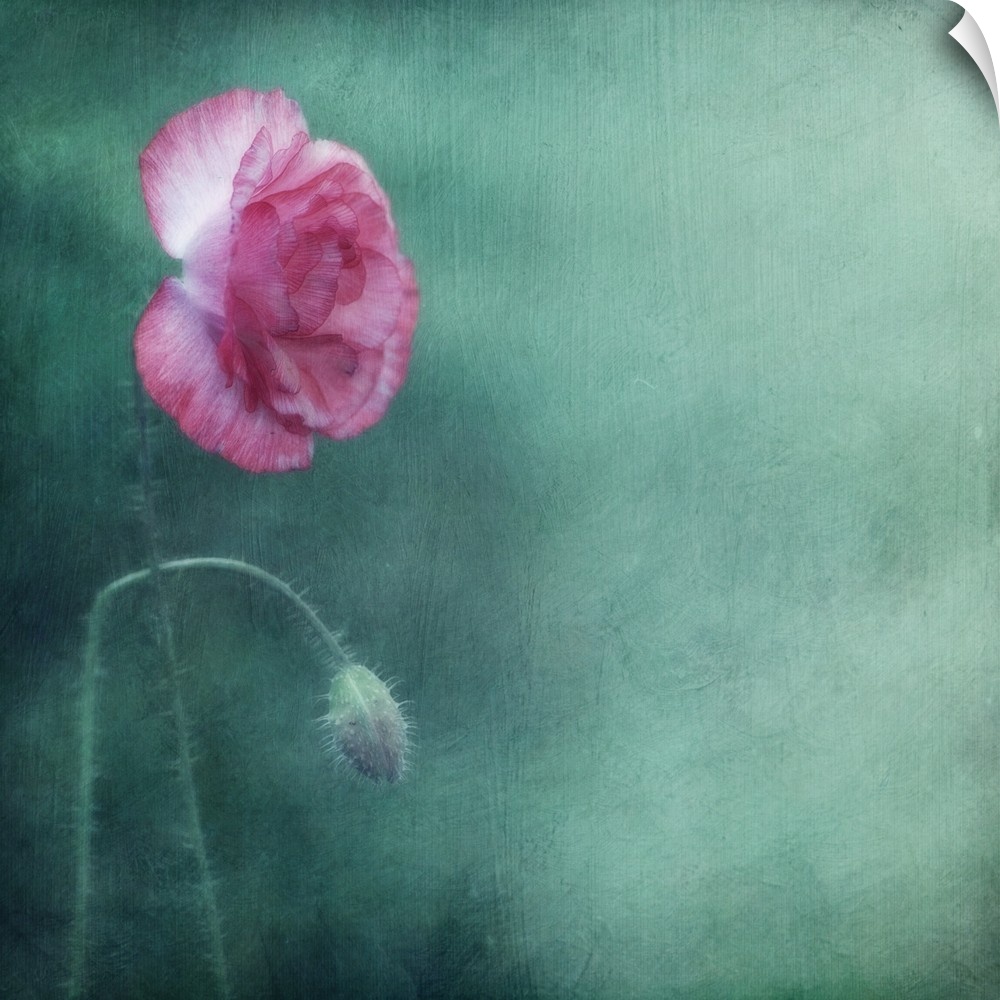 An artistic photograph of a close-up of a pink flower against a dark seafoam green background.