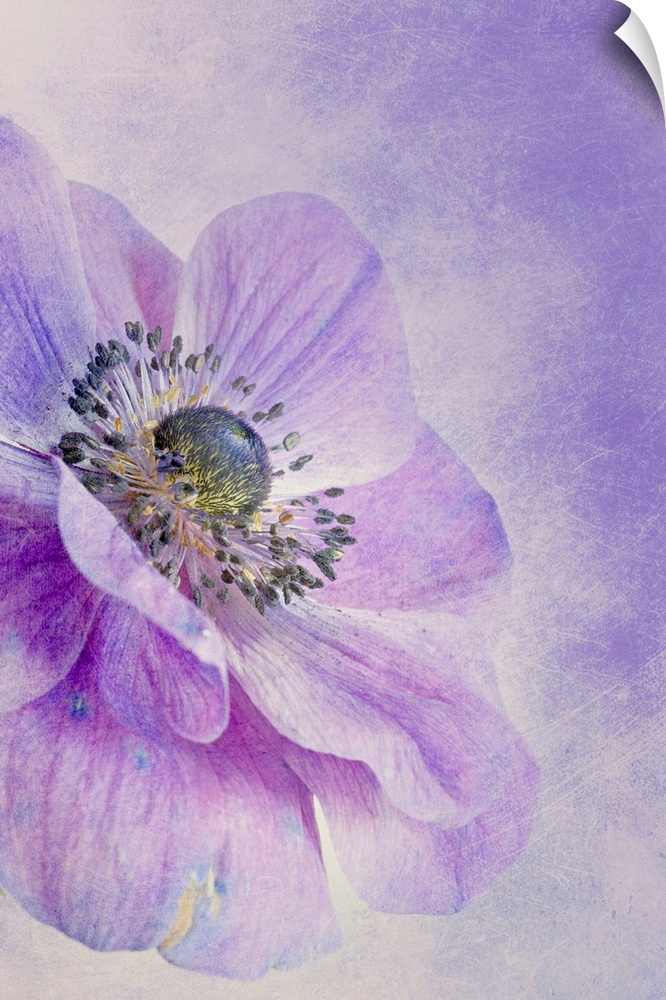 Large, vertical, close up fine art photograph of an anemone flower in bloom, on a background of similar color.  The entire...