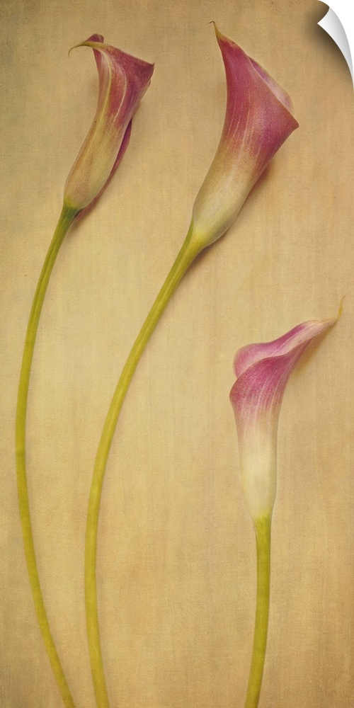 Three calla lilies