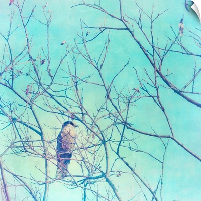Grey Jay In A Tree