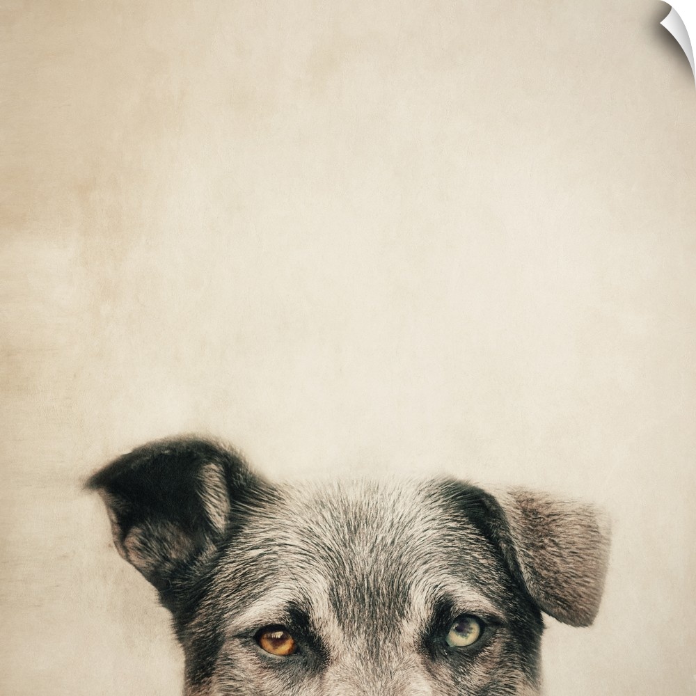 An artistic photograph of a half portrait of a dog against beige background.