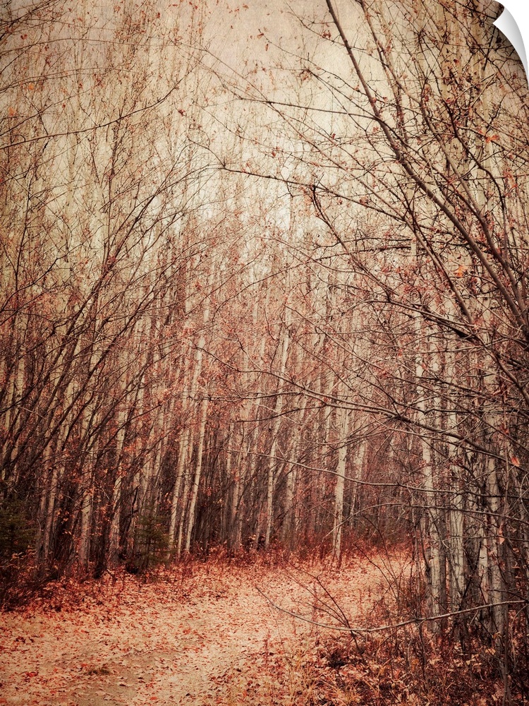 A walk into a birch forest in fall