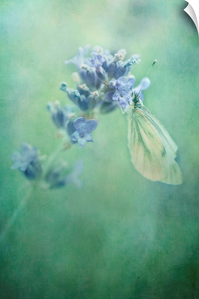 Cabbage butterfly, mostly common but I love their beauty