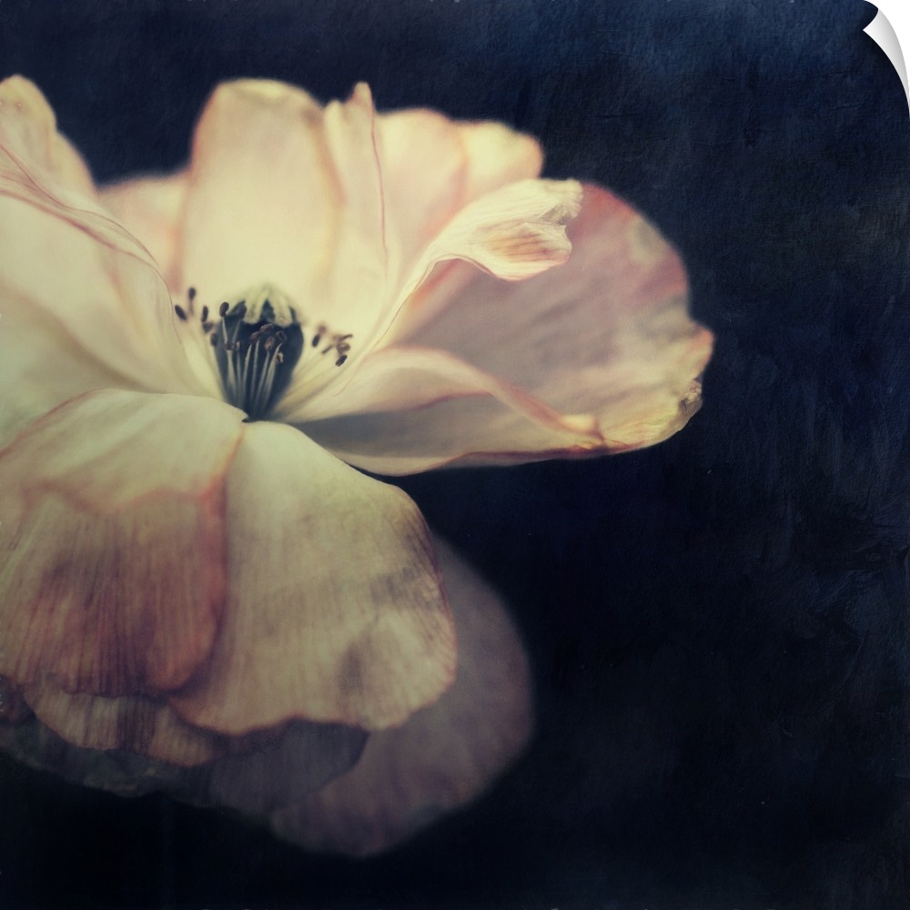 An artistic photograph of a pale flower against a dark background.
