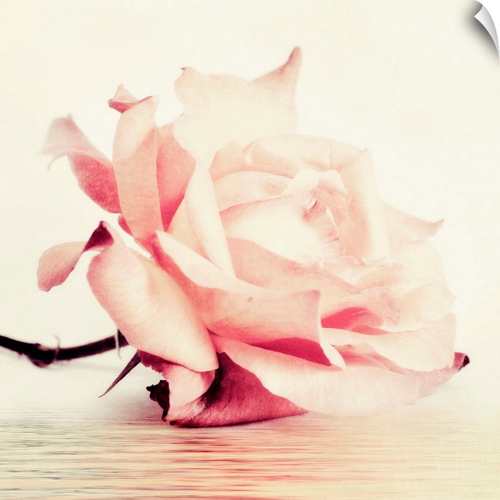 Photo of a single pink rose with vintage muted tones and texture.
