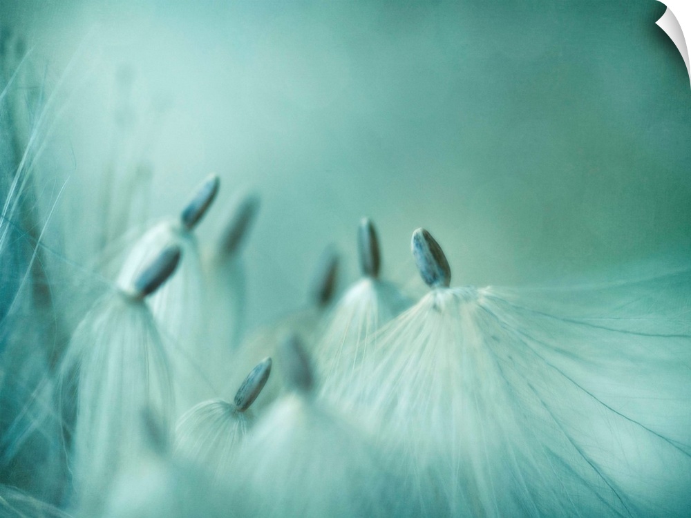 Thistle seeds, ready to start into a new life