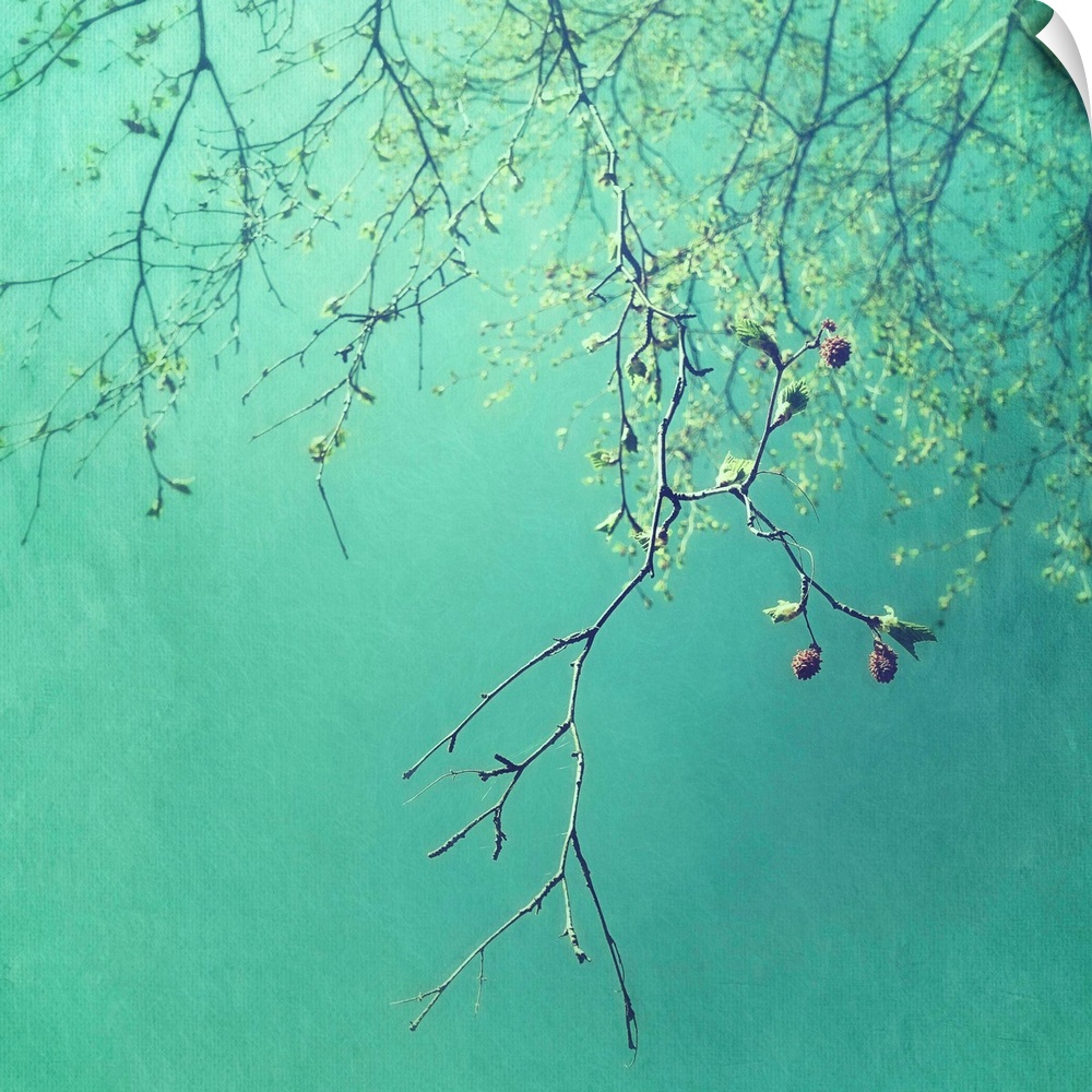An artistic photograph of spindly tree branches hanging from the top of the image against a vibrant teal green background.