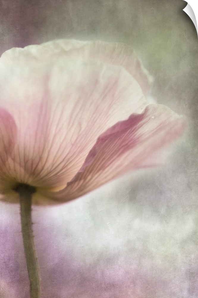 An artistic macro photograph of a pink pastel poppy flower.