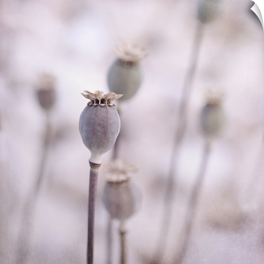 Poppy seed pods, they look to me as if they have crowns on their heads