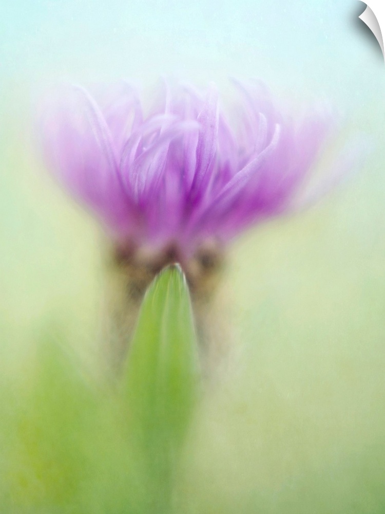 Knapweed, a beautiful wildflower, taken with sharpness at the point