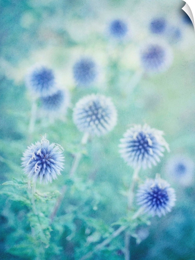 Globe thistles from last summer, taken with a shallow depth of field