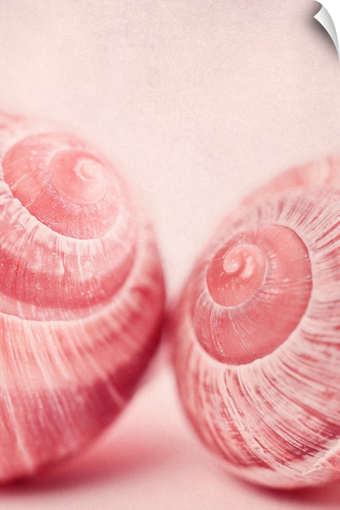 Close-up of two Burgundy Snails