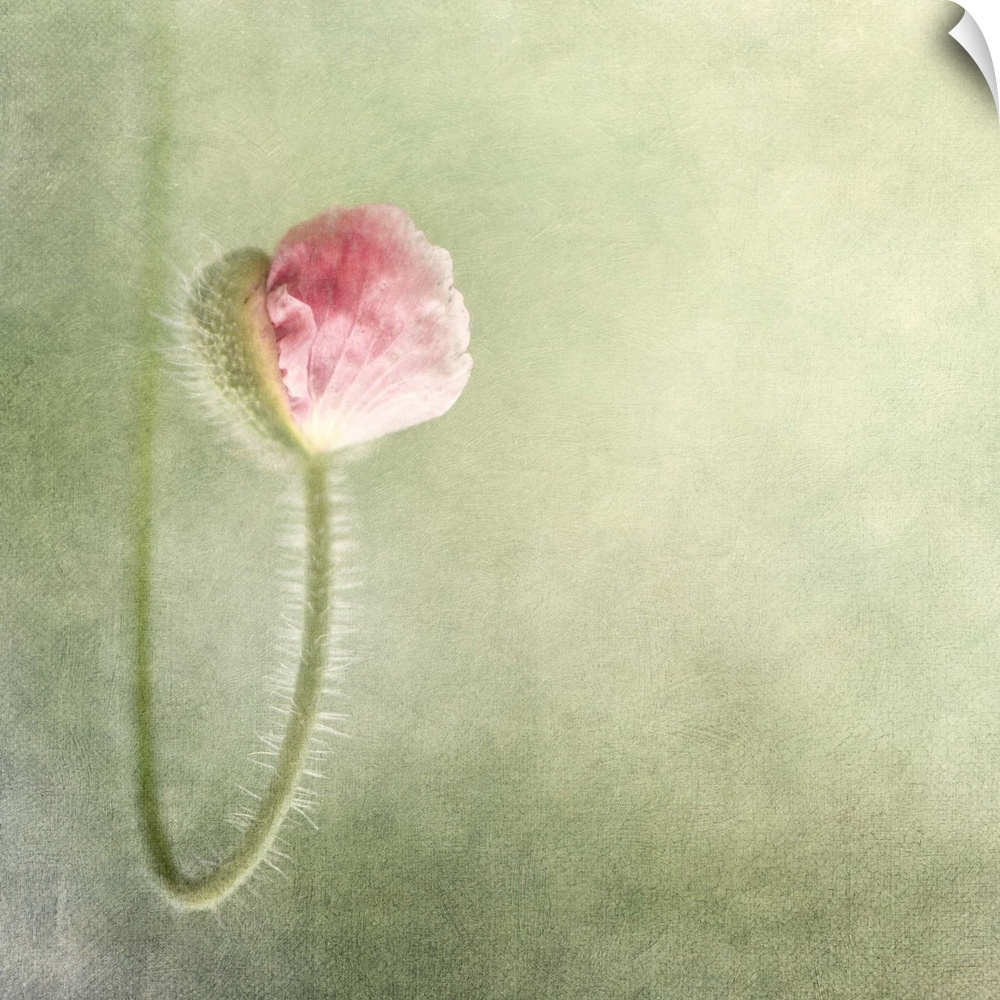 An artistic photograph of a pink flower on a curved stem in focus against a pale green background.