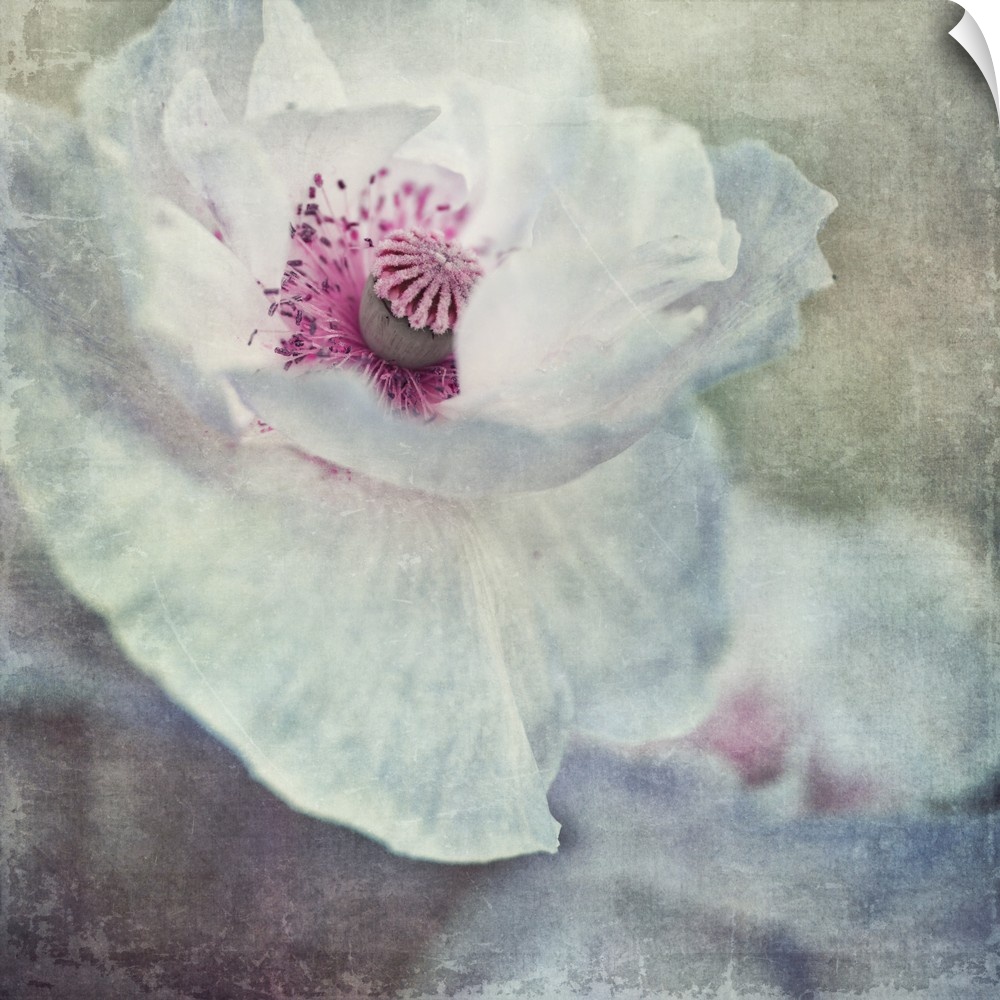 An artistic photograph of white and pink flower close-up.