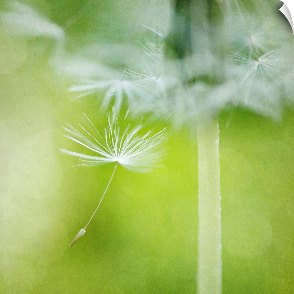 Close-up photograph of a dandelion seed dancing in the wind.