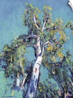 Eucalyptus Tree Balboa Park San Diego