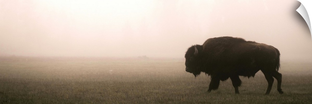 A bison in a misty field at Yellowstone National Park, Wyoming.