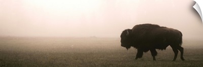 A Bison in Mist - Panoramic
