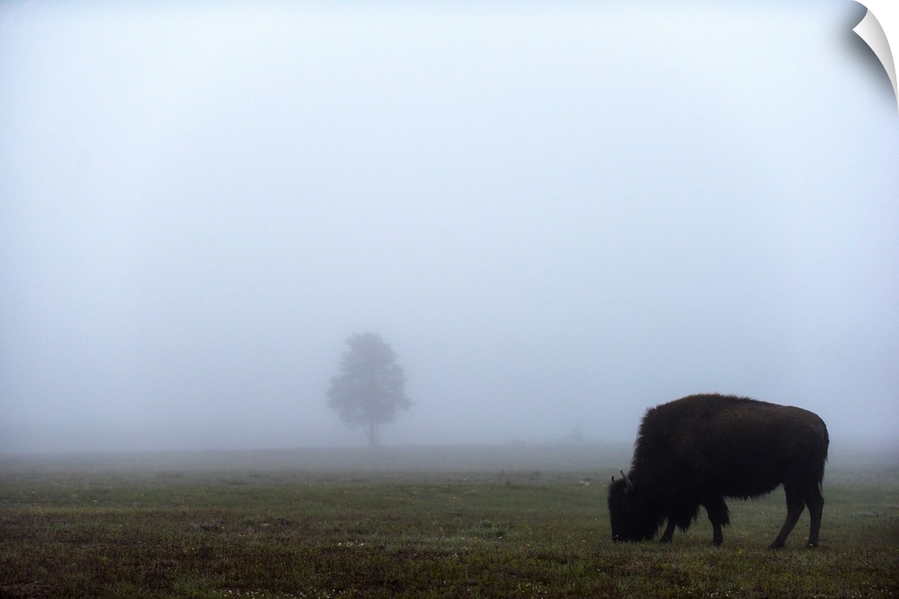 A bison grazing in a field with a single tree in the distance.