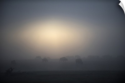 A Herd Of Bison Traveling Through Morning Mist, Yellowstone National Park