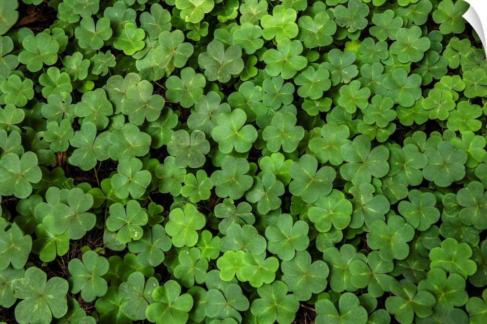 Close up photo of three leaf clovers in San Francisco, California.